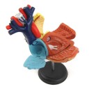 Robetoy Human Anatomy Heart 10 cm 26052