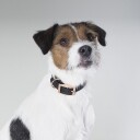 Tyylivoitto Classy Hundehalsbånd Svart (Xs)