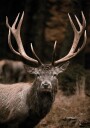 Majestic Deer in Autumn Forest Plakat Plakat / 100x150cm