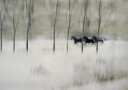 three Plakat Plakat / 70x100cm