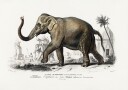 Asiatic Elephant Plakat / 21x30