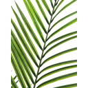 Europalms Areca Palm With Big Leaves 165cm