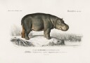 Hippopotamus Plakat / 50x70