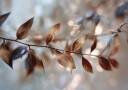 Delicate Bokeh Leaves Plakat / 40x50