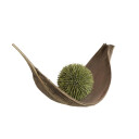 Europalms Succulent Ball (Eva), Green 20cm