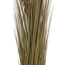 Europalms Reed Grass, Khaki, 127cm