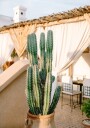 Rooftop Cactus | Morocco Travel Photography Poster Plakat / 30x40cm