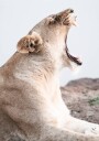 Lioness Roar Plakat Plakat / 70x100cm