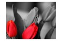 Fototapet Røde Tulipaner På Svart Og Hvit Bakgrunn 350x270 - Artgeist sp. z o. o.
