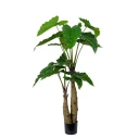 Mr Plant Alocasia tre 150 cm