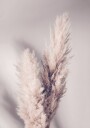 Pampas Grass Plakat / 50x70cm