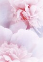 Pink Peonies Plakat Plakat / 21x30cm