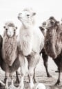 Camels in the Desert Plakat Plakat / 30x40cm