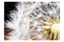 Fototapet Fluffy Dandelion 200x140 - Artgeist sp. z o. o.