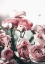 Soft Pink Ranunculus Plakat Plakat / 100x150cm