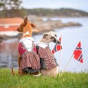 Bunad Til Hund Han