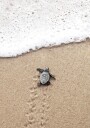 Baby Turtle Meets the Sea Plakat Plakat / 30x40cm