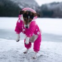 Rosa Vinterdress Med Stjerner Til Hund