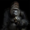 IMHO .... Plakat Plakat / 70x70cm