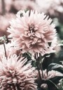Soft Dahlia Bloom Plakat Plakat / 70x100cm