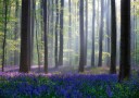 Bluebells Plakat Plakat / 21x30cm