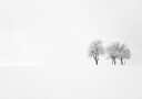tree and silence Plakat Plakat / 21x30cm