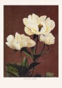 Hærdaceous Peony Plakat Plakat / 40x50cm