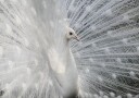 As white as snow Plakat Plakat / 30x40cm