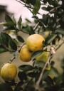 Lemons Tree Plakat Plakat / 50x70cm