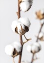 Branches of Fluffy Cotton Plakat Plakat / 50x70cm