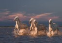 Angels of Camargue Plakat Plakat / 40x50cm