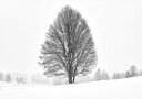 LONELY TREE Plakat Plakat / 40x50cm