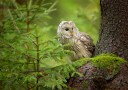 Ural Owl Poster Plakat / 100x150cm