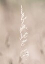 Dried Nature Delights Plakat Plakat / 30x40cm