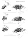 Linyphiidae Del 1