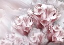 Tender Pink Tulips Plakat Plakat / 40x50cm