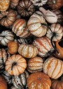 Vibrant Autumn Pumpkins Plakat Plakat / 70x100cm
