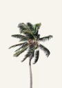 Windy Palm Tree Plakat Plakat / 21x30cm