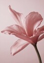 Tender Pink Lily Plakat Plakat / 50x70cm
