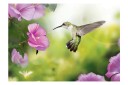 Fototapet Humming-Bird 250x175 - Artgeist sp. z o. o.