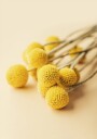 Craspedia Globosa Flowers Plakat Plakat / 50x70cm
