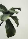 Botanical Leaves Plakat Plakat / 100x150cm