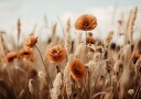 Poppies in Breeze Plakat / 21x30cm