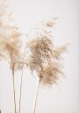 Reed Grass Grey 09 Poster Plakat / 50x70cm