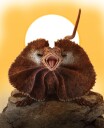 Collecta Frilled Lizard Figure