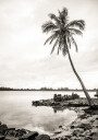 Tropical Palm on Beach Plakat Plakat / 30x40cm