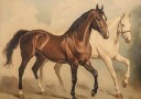 Duo Horses Galloping Plakat Plakat / 40x50cm