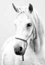 White Stallion Horse Plakat Plakat / 50x70cm