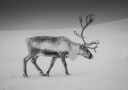 Alone in the Arctic wasteland Plakat Plakat / 50x70cm