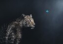 Leopard Butterfly Gaze Plakat / 40x50